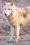 Springe1303BineG_Tenya-06
