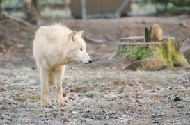 Springe1303BineG_Tenya-10