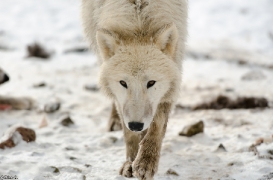 Springe1303BineG_Tenya-11