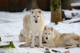 Springe1401BineG_PolarAll-01