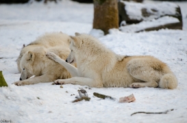 Springe1401BineG_PolarAll-04