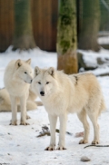 Springe1401BineG_PolarAll-10