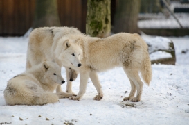 Springe1401BineG_PolarAll-12