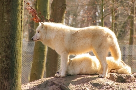 Wisentgehege Springe