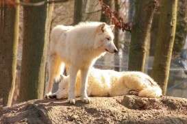 Springe1503LinaT_pup-04