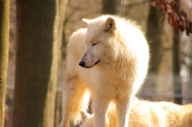 Springe1503LinaT_pup-05