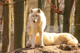Springe1503LinaT_pup-06