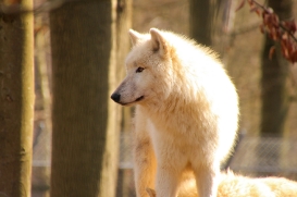 Springe1503LinaT_pup-07