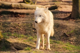 Springe1503LinaT_pup-13