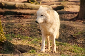 Springe1503LinaT_pup-14