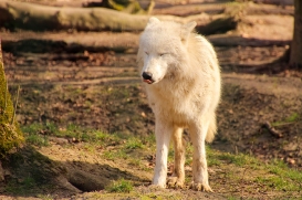 Springe1503LinaT_pup-15