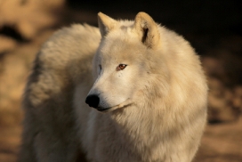 Berlin1402Elli_Wolves-01