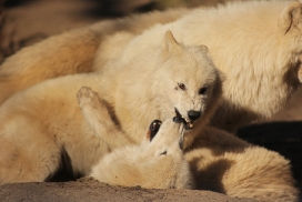 Zoo Berlin