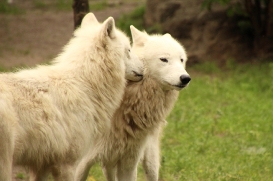 ZooBerlin1406LinaT_Jungwolf-01