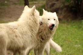 ZooBerlin1406LinaT_Jungwolf-02