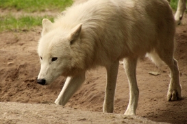 ZooBerlin1406LinaT_Jungwolf-03