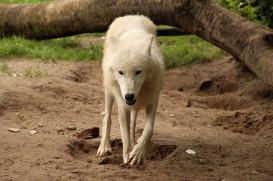 ZooBerlin1406LinaT_Jungwolf-04