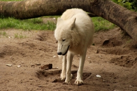 ZooBerlin1406LinaT_Jungwolf-05