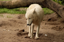 Zoo Berlin