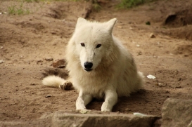ZooBerlin1406LinaT_Jungwolf-06