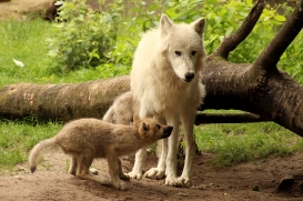 ZooBerlin1406LinaT_Pelle-01