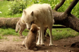 ZooBerlin1406LinaT_Pelle-04