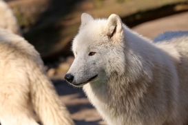 zooberlin1703lina-all-01