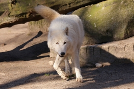 zooberlin1703lina-all-02