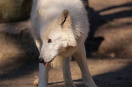 zooberlin1703lina-all-03