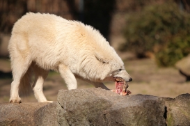 zooberlin1703lina-ava-02