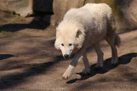 zooberlin1703lina-victor-01