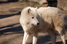 zooberlin1703lina-victor-02