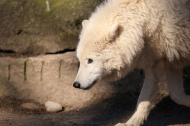zooberlin1703lina-victor-03