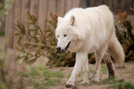 ZooBerlin1704LinaT_all-01