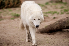 ZooBerlin1704LinaT_all-02