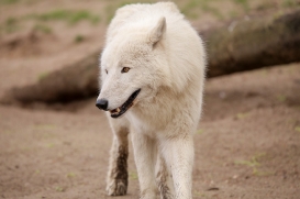 ZooBerlin1704LinaT_all-03