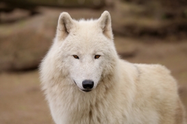 ZooBerlin1704LinaT_all-05