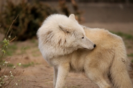 ZooBerlin1704LinaT_all-09