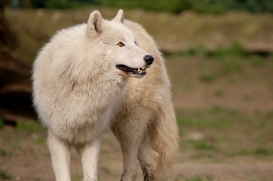 ZooBerlin1704LinaT_all-10