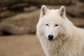 ZooBerlin1704LinaT_all-12