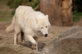 ZooBerlin1704LinaT_all-15