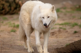 ZooBerlin1704LinaT_all-19