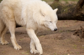ZooBerlin1704LinaT_all-21