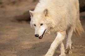 ZooBerlin1704LinaT_all-22