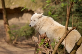 ZooBerlin1704LinaT_all-23
