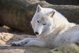 zooberlin2302linat_all-12