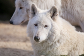 zooberlin2302linat_all-39