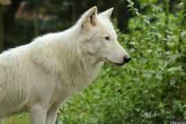 Wolf_Duis1308-04