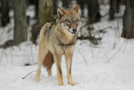 Pup10m13EekholtElli_Mascha-08