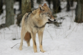 Pup10m13EekholtElli_Mascha-09